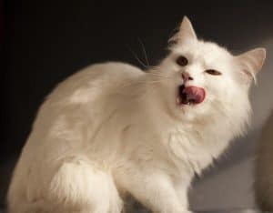 discover the numerous benefits of cbd for cats, including potential relief from anxiety, pain management, and improved overall wellness. explore how this natural remedy can enhance your feline friend's quality of life safely and effectively.